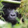 silverback
